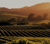 Napa Valley